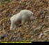 Mountain Goat
